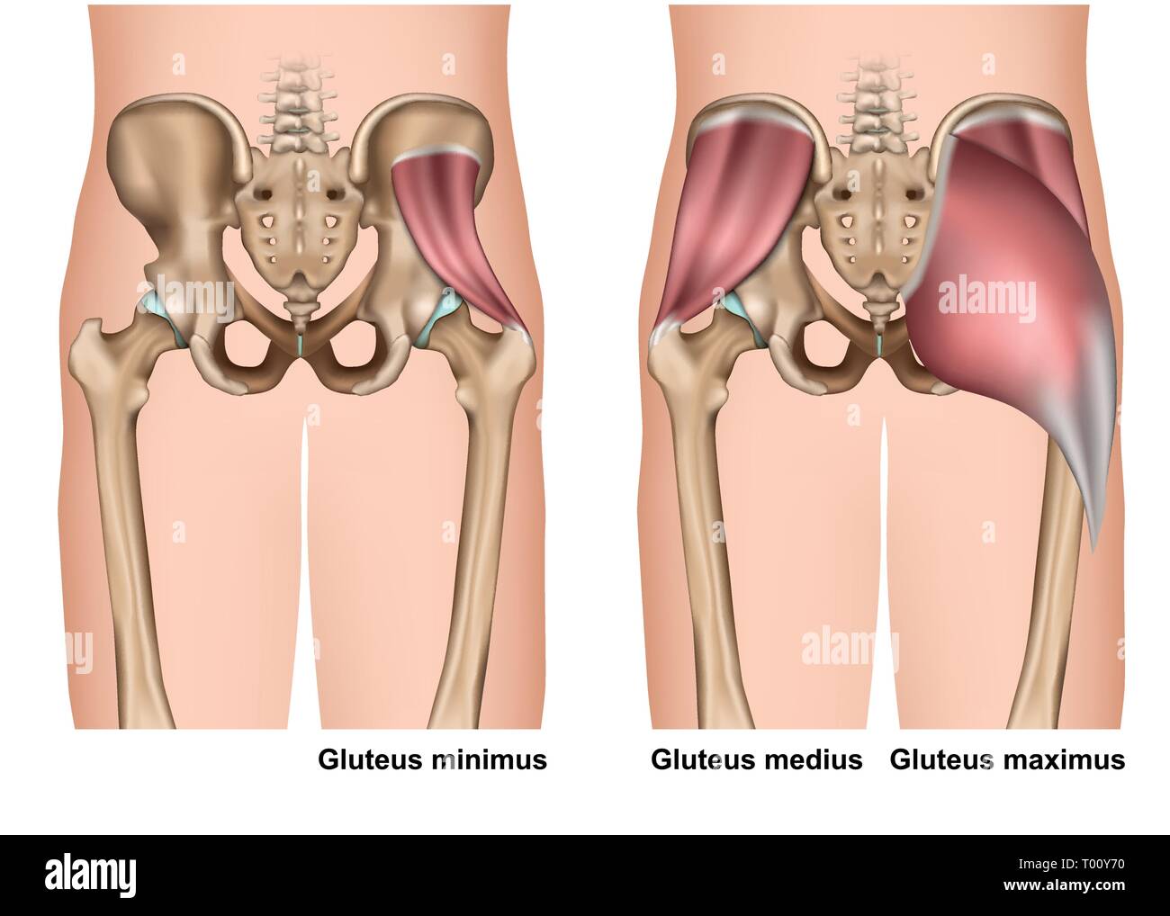 gluteus muscle anatomy 3d medical vector illustration on white background Stock Vector