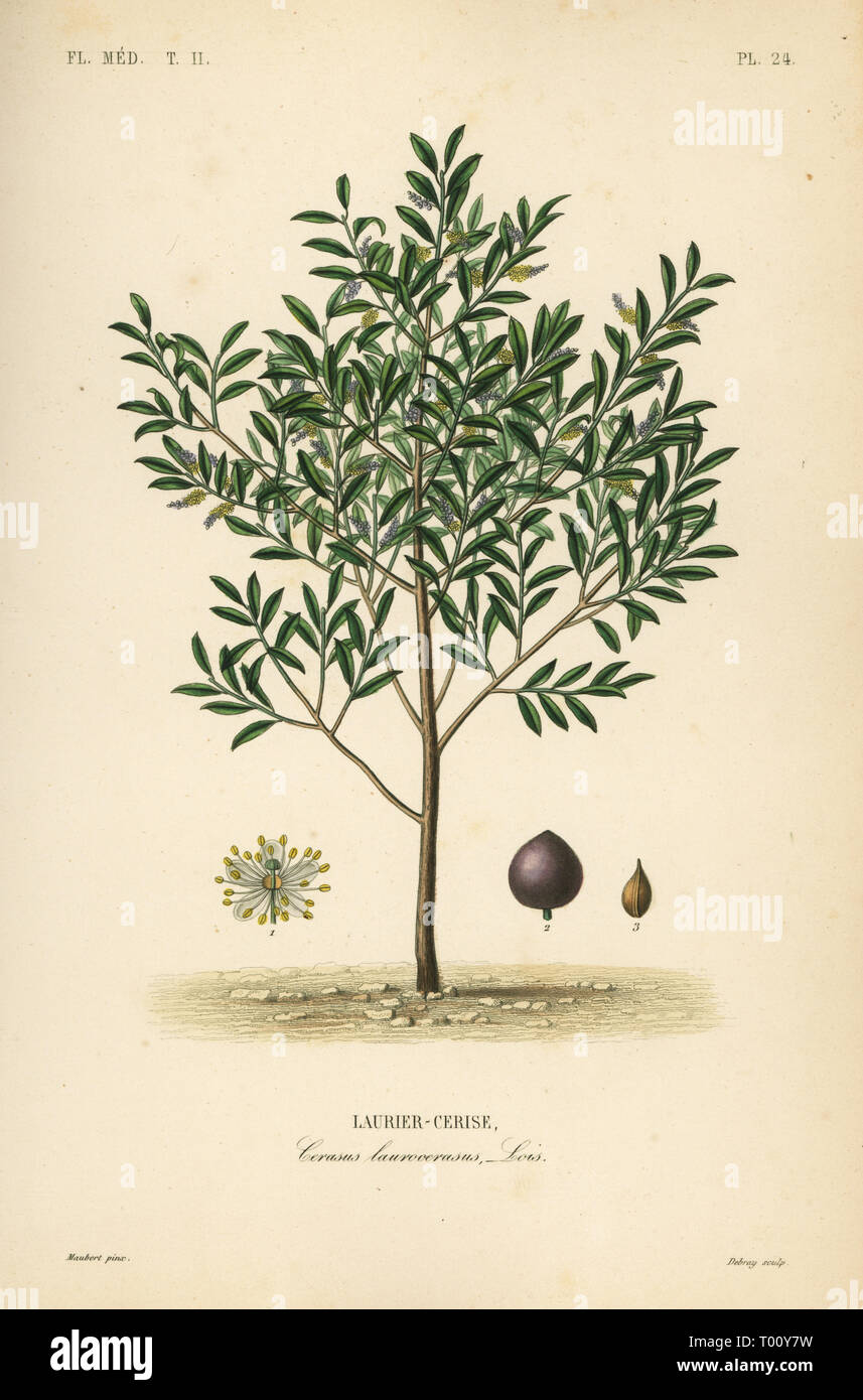 Cherry Laurel Or English Laurel Tree Prunus Laurocerasus Cerasus Laurocerasus Laurier Cerise Handcoloured Steel Engraving By Debray After A Botanical Illustration By Edouard Maubert From Pierre Oscar Reveil A Dupuis Fr Gerard And