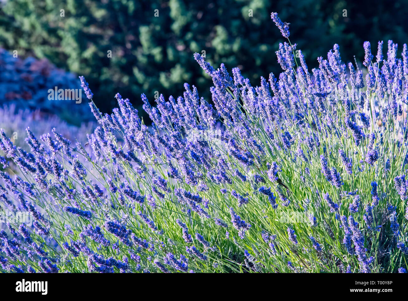 CROATIA, Hvar island - June 2018: Hvari is world famous for its lavender, which is of the highest quality in the world. Due to its unique climate and  Stock Photo