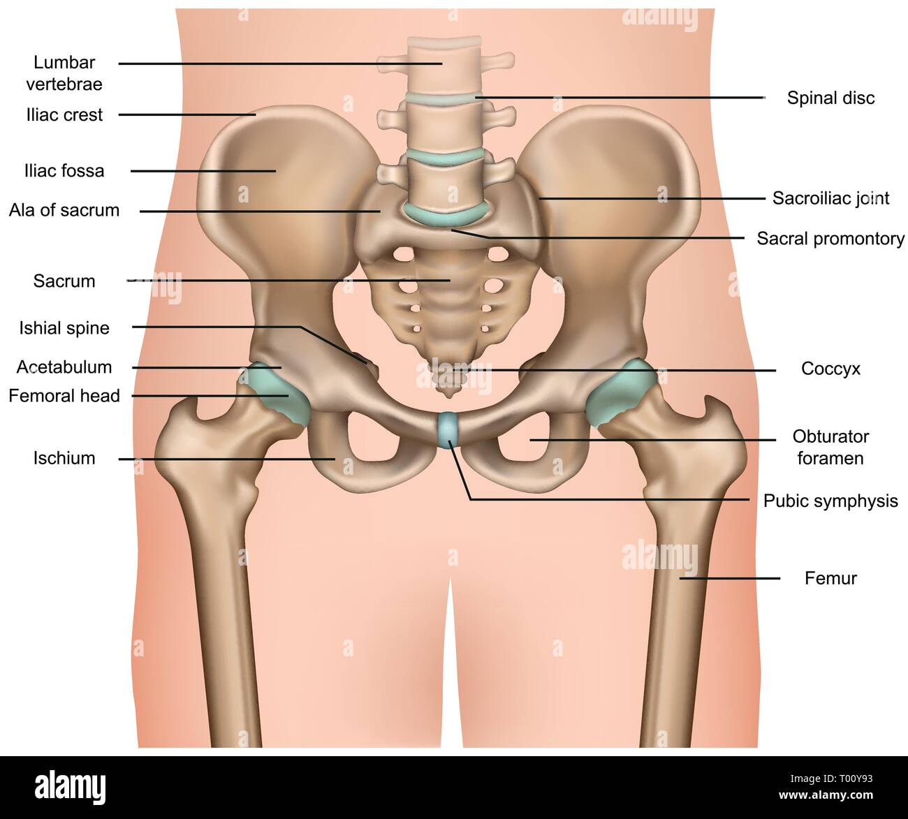 human pelvis anatomy 3d medical vector illustration on white background Stock Vector
