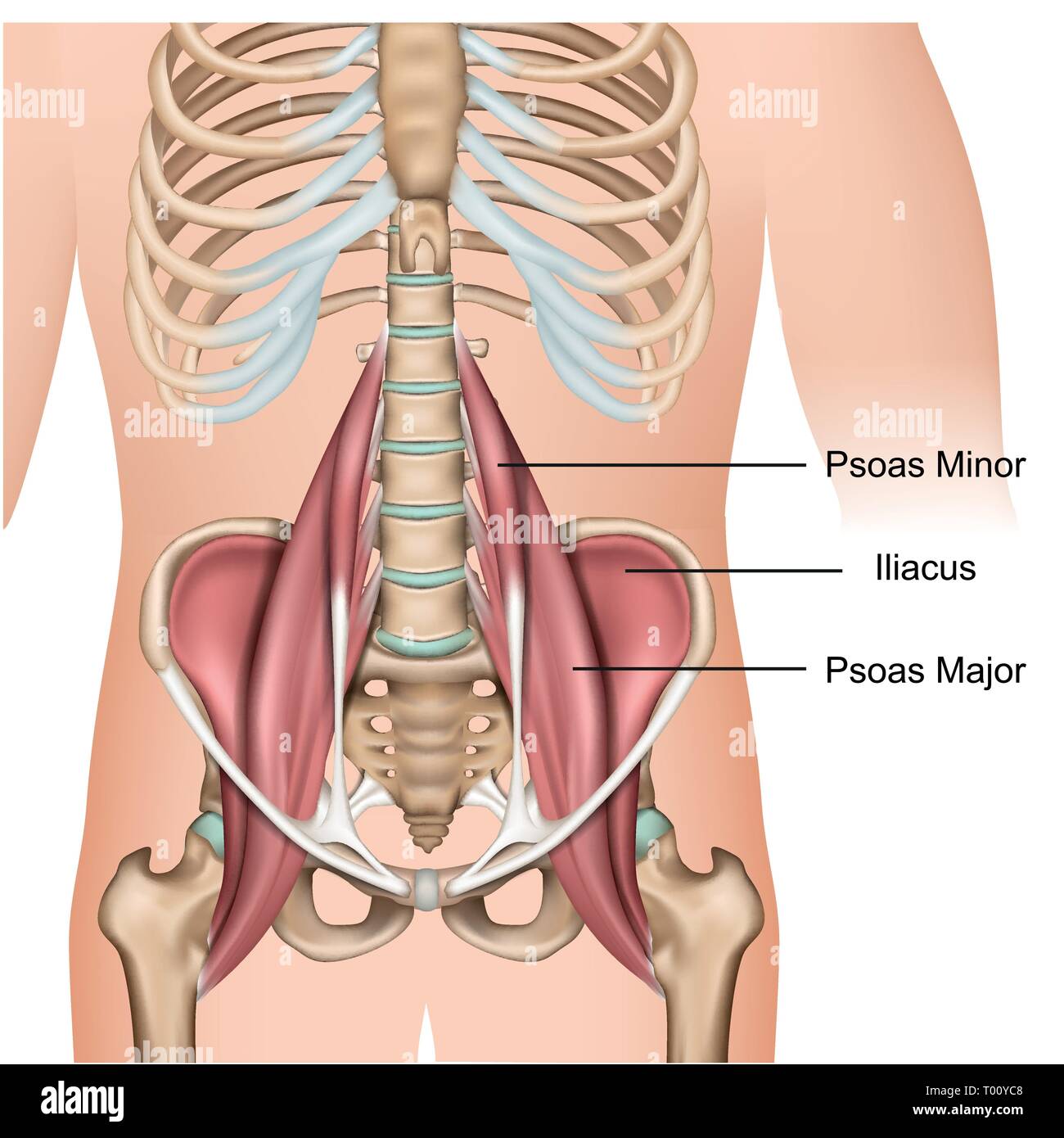 Psoas major muscle anatomy 3d medical vector illustration on white background Stock Vector