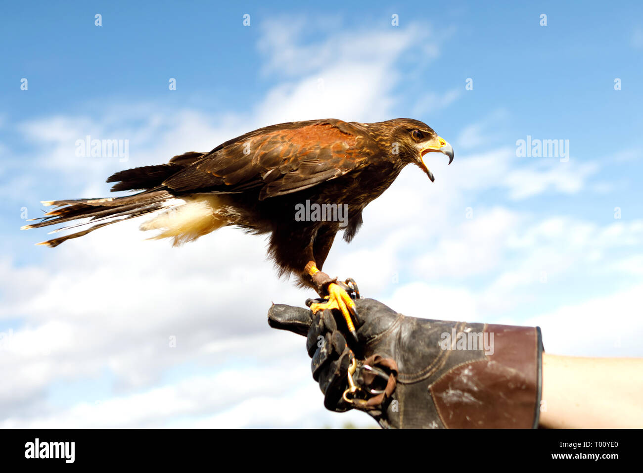 Eagle On Arm Stock Photos Eagle On Arm Stock Images Page