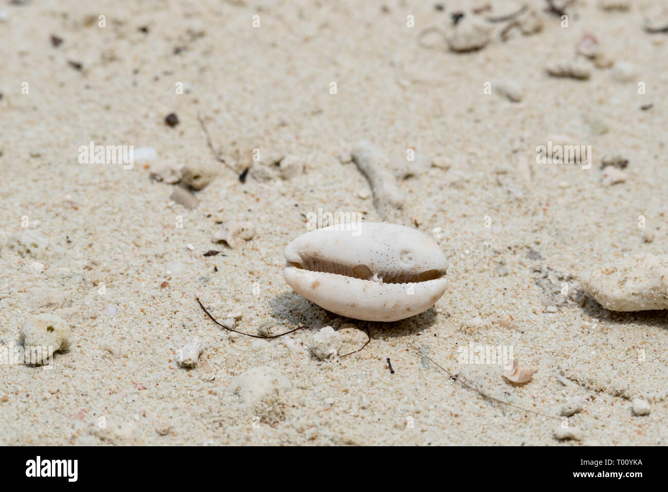 Pisang Island unidentified Cowrie shell 2 Stock Photo