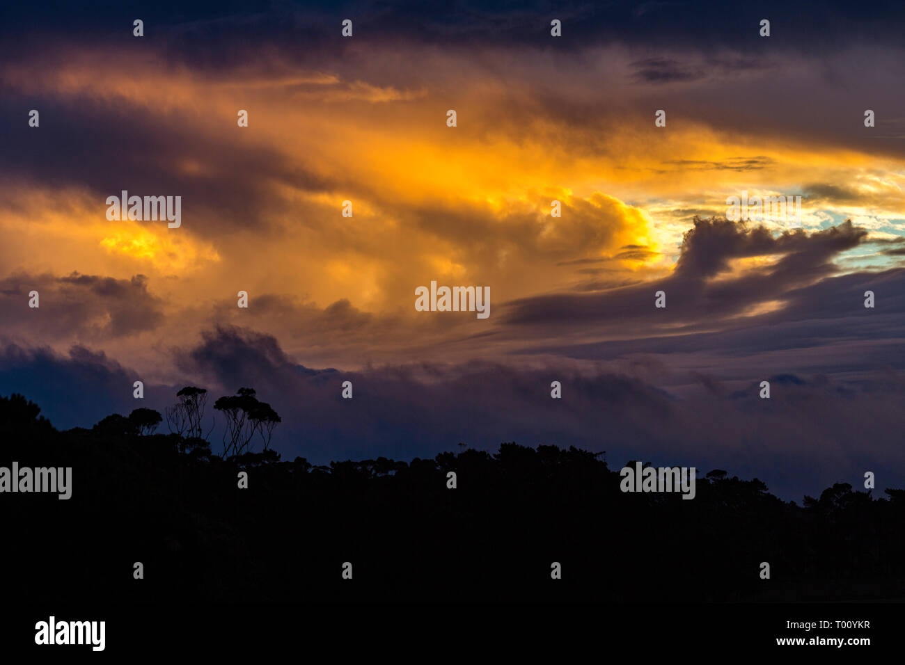 Sunset at Rarawa Campsite, silhouette trees an dramatic Clouds, North Island, Auckland, New Zealand Stock Photo