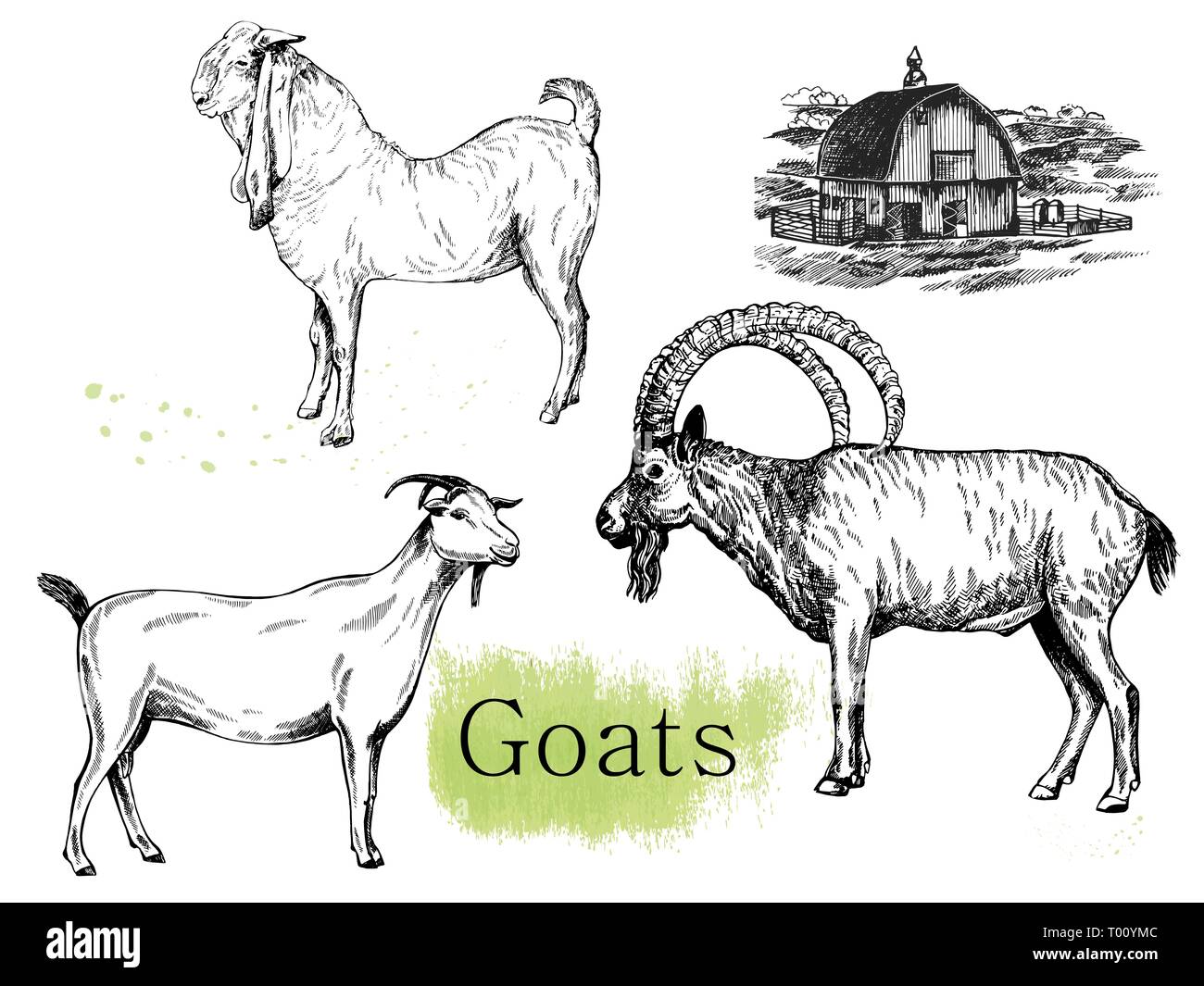 Set of hand drawn sketch style goats and farm house isolated on white background. Vector illustration. Stock Vector