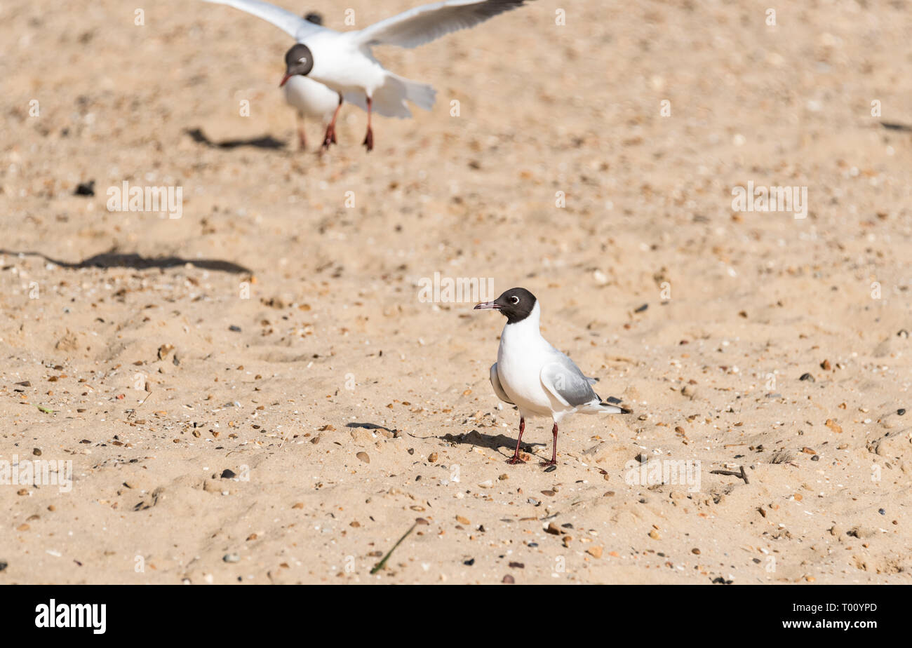 Standing Black-Headed Gull (Chroicocephalus ridibundus) Stock Photo