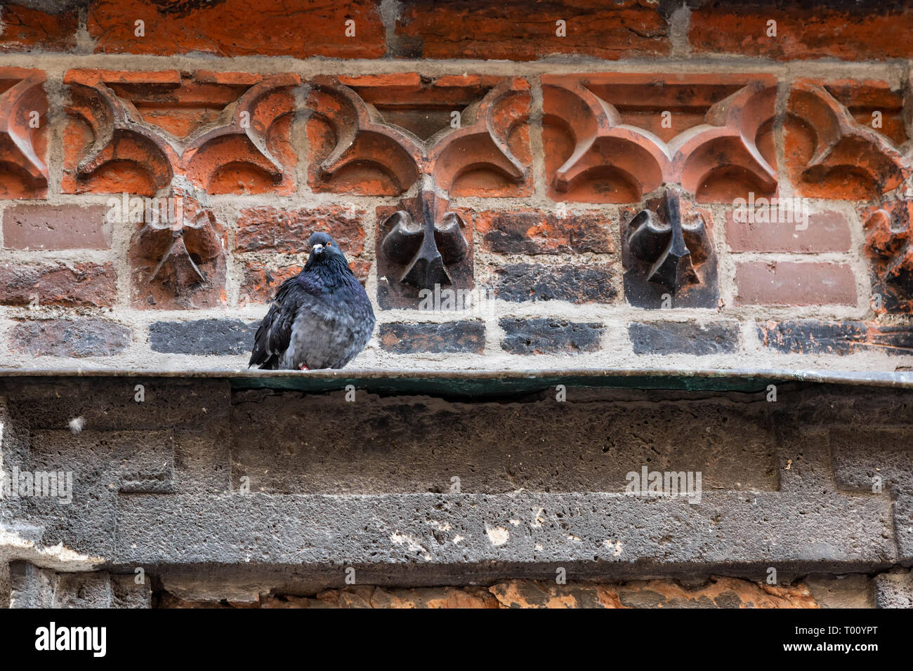 Pigeons on a wall ledge Stock Photo