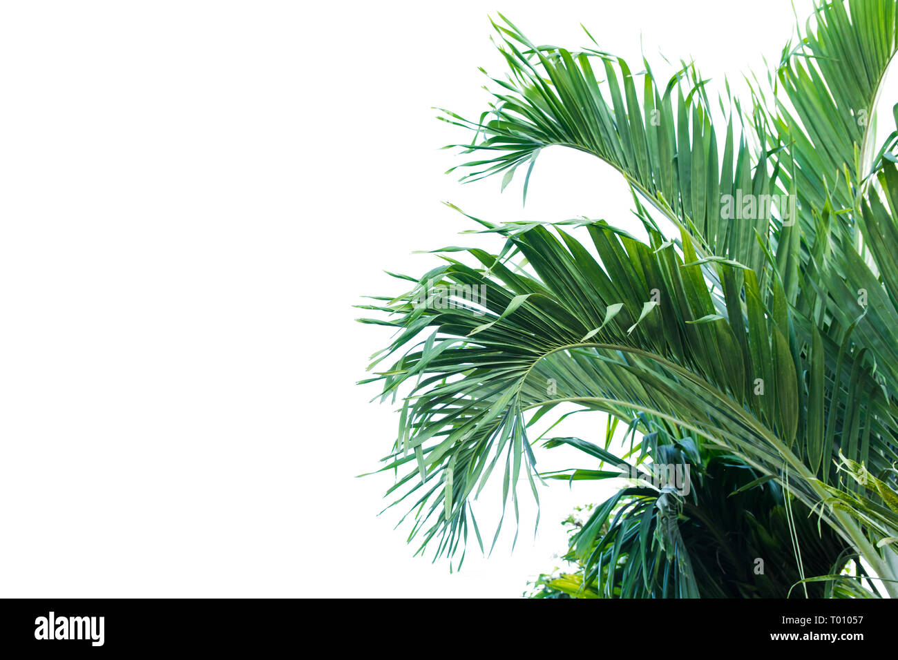 Green leaf of palm tree isolated on white background Stock Photo - Alamy