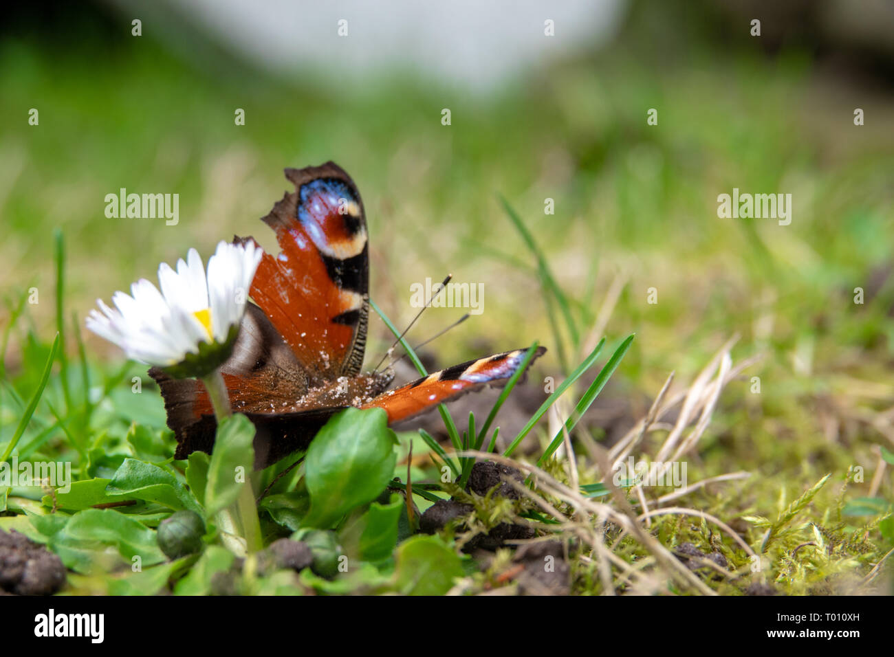 Peacock butterfly sitting on a flower Stock Photo - Alamy