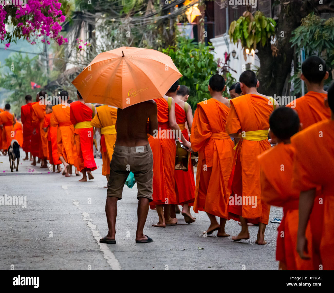 Black man with orange umbrella watches Buddhist monks in orange robes queue for morning alms giving ceremony, Luang Prabang, Laos Stock Photo