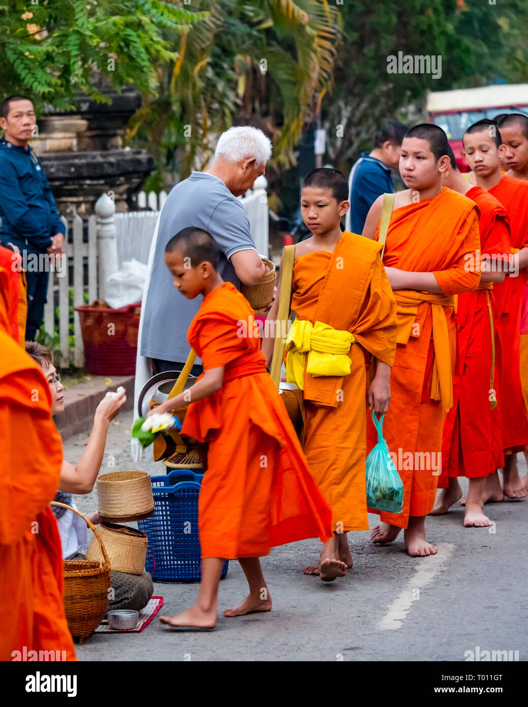 Buddhist monks in orange robes queue for morning alms giving ceremony, Luang Prabang, Laos Stock Photo