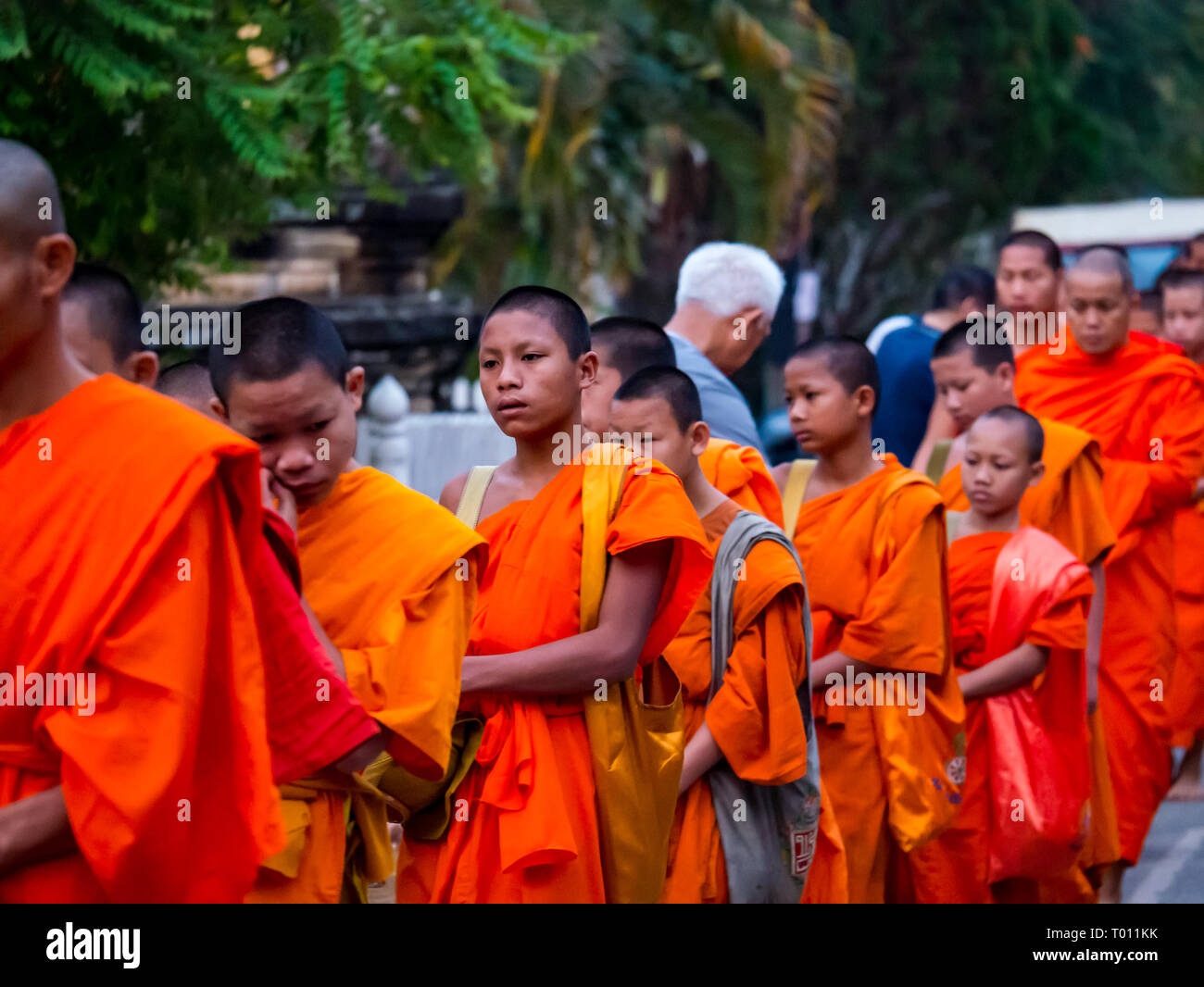 Buddhist monks in orange robes queue for morning alms giving ceremony, Luang Prabang, Laos Stock Photo