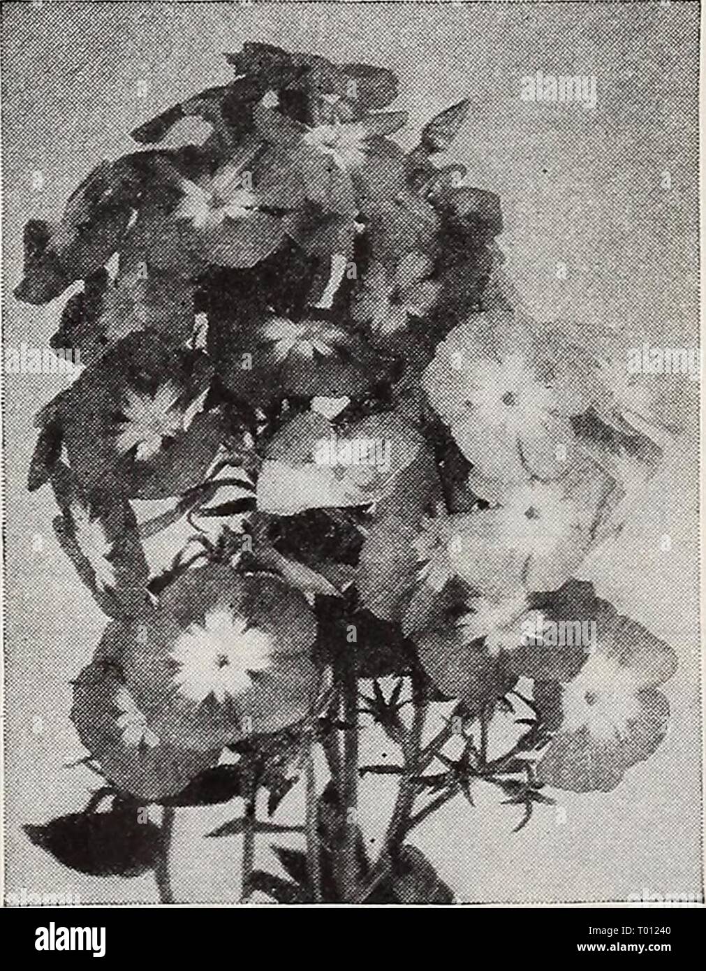 Dreer's garden book for 1940 . dreersgardenbook1940henr Year: 1940  SEEDLINGS ANMOAL STWIOE.    Phlox gigantea Colorful Annual Gigantea Phlox ® 3430 Art Shades. E.xtra-large blooms com- bining into impressive well-rormded flower heads representing many lovely art colors. Pkt. 15c; special pkt. 60c; i oz. §1.00. 3427 Salmon Glory. Exceptionally large florets of rich salmon-pink with large creamy white eye. Blooms freely and continuously. Pkt. 20c; special pkt. 75c. 1 All Flower Seeds ar sent POSTPAID Stock Photo