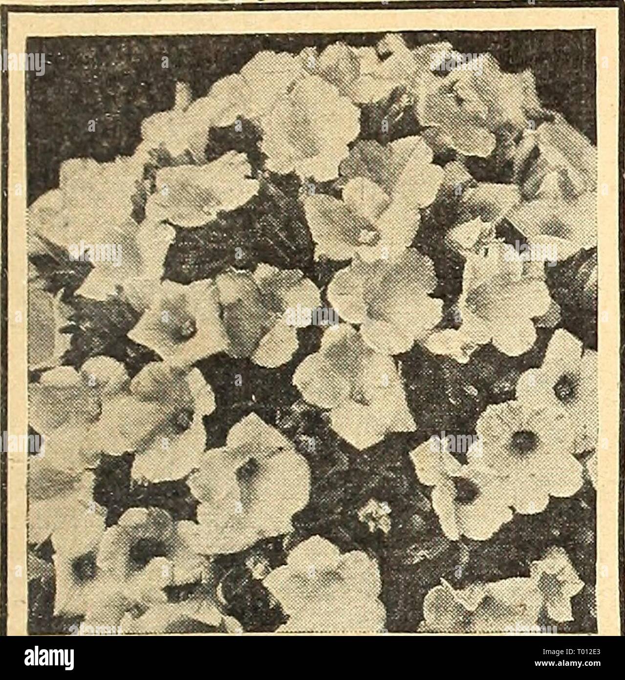 Dreer's garden book for 1943 . dreersgardenbook1943henr Year: 1943  in Flower Seeds for 1943 ^^11 Othake sphaceolata ® A handsome annual of robust growth and quite easy to grow. Has decorative flowers of a pleasing bright rose color. Pkt. 2Sc; large pkt. 60c. Potentilla t^'^^—CinquefoU 3680 Single Hybrids Mixed. Graceful plants a foot high with attractive, dark green, divided leaves and showy flow- ers in a wide range of bright colors. Pkt. 15c; large pkt. 75c.    Miniature Petunias The plants grow only about 6 inches tall and are splendid for narrow beds and borders. 3295 Pink Gem. Covered wi Stock Photo