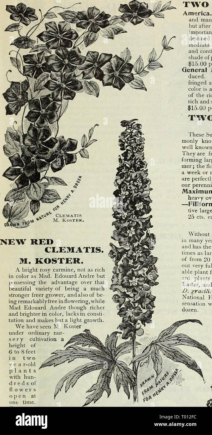 The Newest Advantage Of Being Rich In >> Dreer S Garden Calendar 1899 Dreersgardencale1899henr Year 1899 The Newest Advantage Of Being Rich In >> Dreer S Garden Calendar 1899 Dreersgardencale1899henr Year 1899