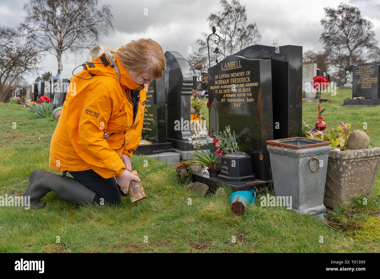 Mature lady plants the ashes of a loved pet into a hole dug in the grave of the animal’s owner on a windy day – Fox Covert, Red Lane, Appleton, Warrin Stock Photo
