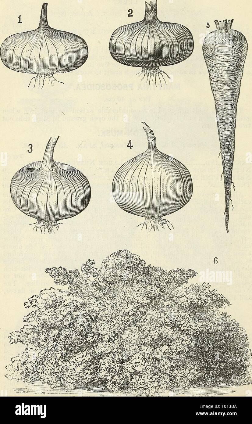 Dreer's garden calendar : 1875 . dreersgardencale1875henr Year: 1875 22  Dreer's Garden Calendar. 1. Yellow Strasbukg Onion. 2.