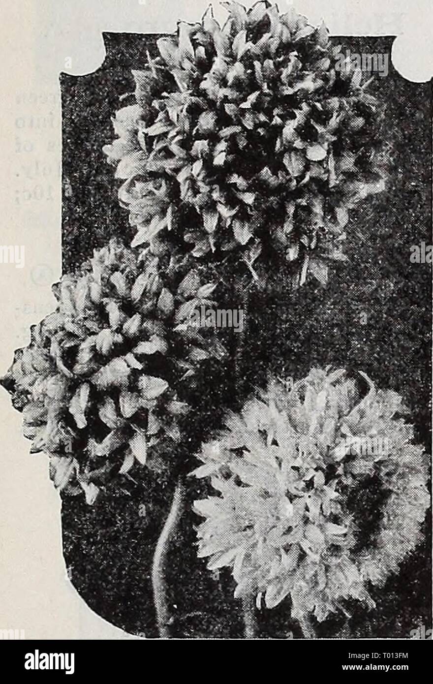 Dreer's garden book 1939 : 101 years of Dreer quality seeds plants bulbs . dreersgardenbook1939henr Year: 1939  Dreer's Reliable FLOWER SEEDS Gaillardia—B/an/;ef Flower Annual Varieties ® Exceedingly showy flowers produced continuously from early summer until November. Excellent for beds, borders, and cutting. Sow where to bloom. Ij feet high. 2427 Picta, Indian Chief. Glistening metallic bronzy red with dark center. Single. Pkt. 10c; i oz. 2Sc. 2430 Single Mixed. Includes many iine colors. Pkt. 10c; j oz. 25c.    Double-Flowering Gaillardia 2432 Houhle Mixed {Lorenziana). Very showy, fully do Stock Photo