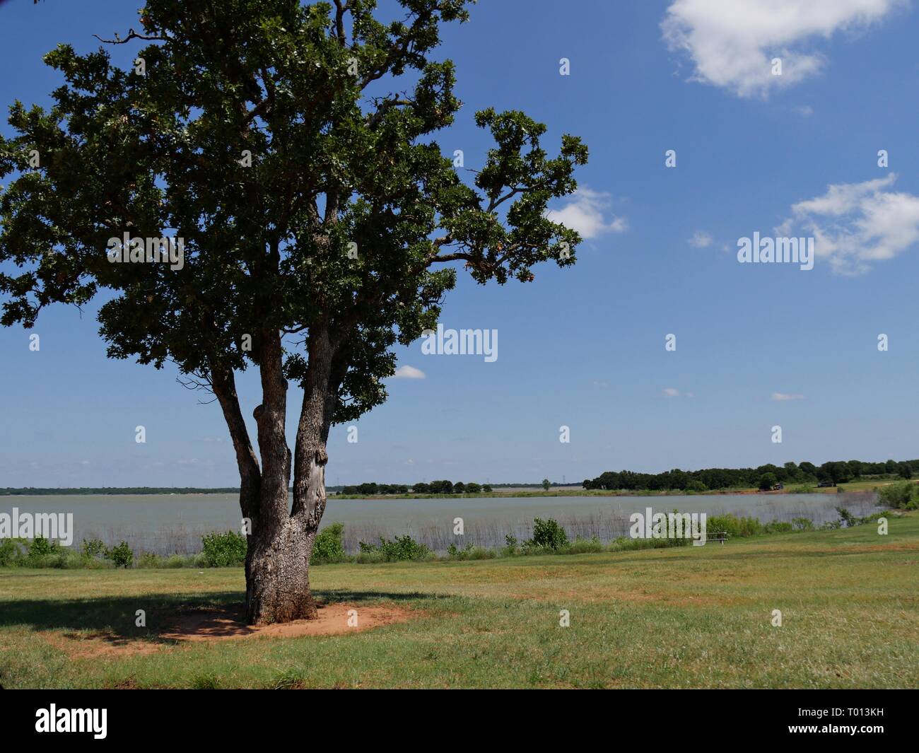 A big tree offers shade to visitors to Lake Stanley Draper in southeast