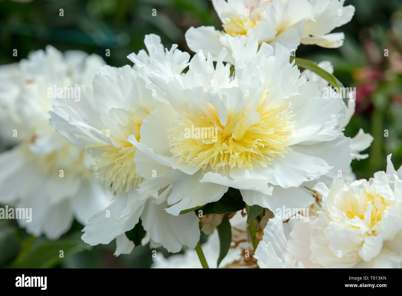Peony Top Brass Hi Res Stock Photography And Images Alamy