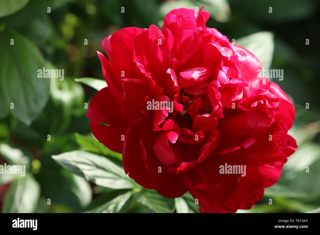 Paeonia Henry Bockstoce is an excellent flower for the garden and for cutting in a bouquet indoors. Stock Photo