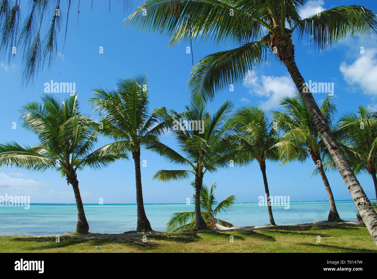Row of coconut trees along the idyllic Micro Beach in Saipan, Northern Mariana Islands Stock Photo