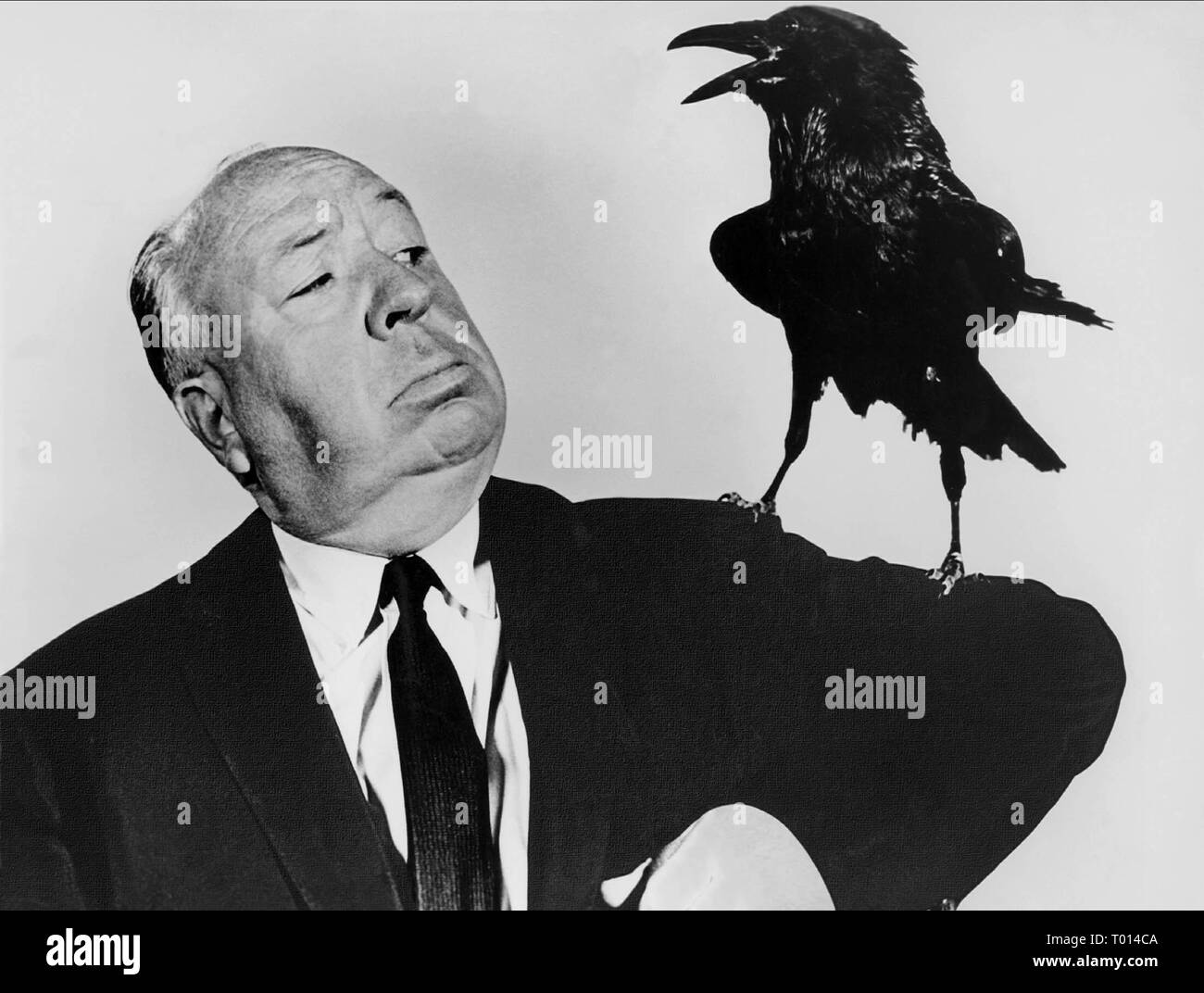 ALFRED HITCHCOCK, CROW, THE BIRDS, 1963 Stock Photo