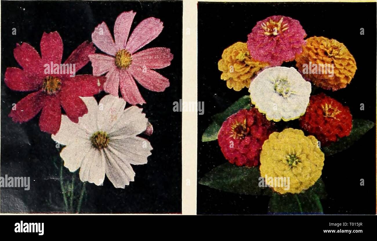 Dreer's garden book for 1946 : faithful for over a century . dreersgardenbook1946henr Year: 1946  2432 Gaillardia, Annual Double Mixed Pkt. lOc; large pkt. 40c; i/i oz. 75c. 3362 Petunia, Single Bedding. Dreer's Peerless Mixture Pkt. 15c; large pkt. 75c; 54 oz. $1.25. 3540 Annual Poppy, Double Shirley Mixed Pkt. 10c: 14 oz. 30c: oz. QOc.    A- Jj â 1 } 2040 Extra-Early Cosmos, Sensation Mixed Pkt. lOc; large pkt. 25c;  oz. 40c. 4580 Zinnia, Double Lilliput Pompon Mixed Pkt. 10c; large pkt. 25c; J4 oz. 40c. 1330 Aster, Dreer's Superb Late Branching Mixed Pkt. 10c; large pkt. 50c; j4 oz. 75c. 34 Stock Photo