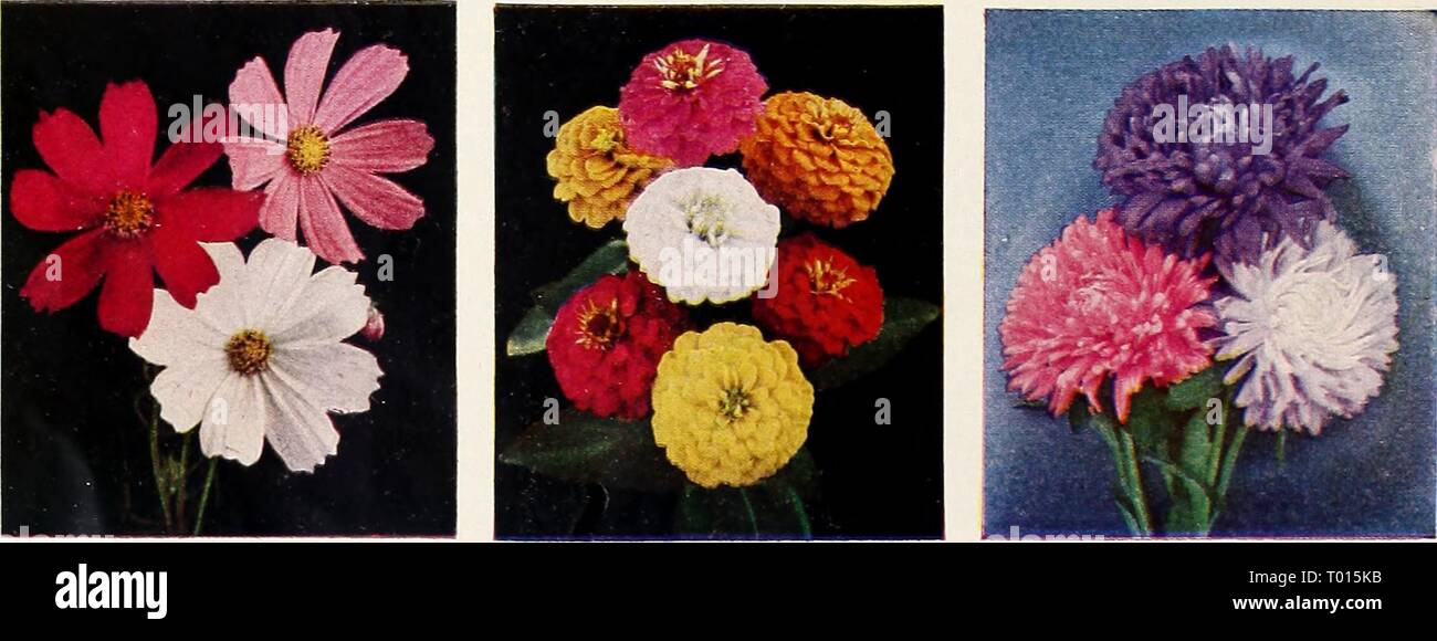 Dreer's garden book for 1947 . dreersgardenbook1947henr Year: 1947  3280 Petunia, Balcony, Mixed Colors Pkt. 20c; large pkt. 60c; H oz. .$1.00. 3540 Annual Poppy, Double Shirley Mixed Pkt. 15c; li oz. 3Sc; oz. Sl.OO    2040 Cosmos, Extra-Early, Sensation Mixed Pkt. ISc; large pkt. 30c; H oz. 60c. 4580 Zinnia, Double Lilliput 1330 Aster, Dreer's Superb Pompon Mixed Late Branching Mixed Pkt. ISc; large pkt. 30c; J4 oz. 50c. Pkt. 15c; large pkt. 50c; J4 oz. 7Sc. 34 4722 Collection of 9 Glorious Annuals. $ 1 OO One packet each of these Nine Glorious .Annuals for every garden, value $1.40 for ^^ Stock Photo