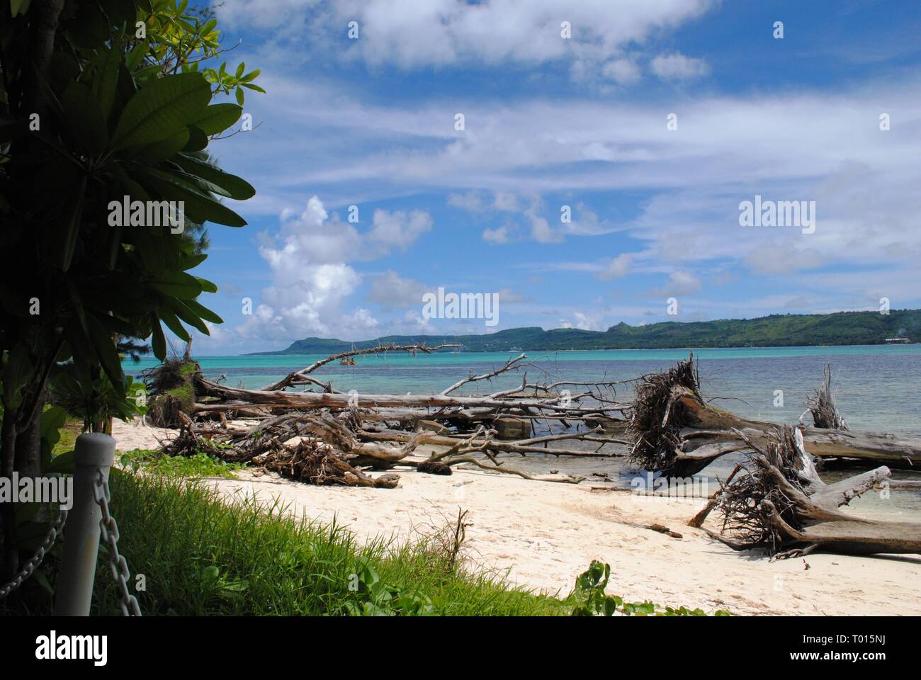 Managaha Island beach cluttered with uprooted and fallen trees after a storm Stock Photo