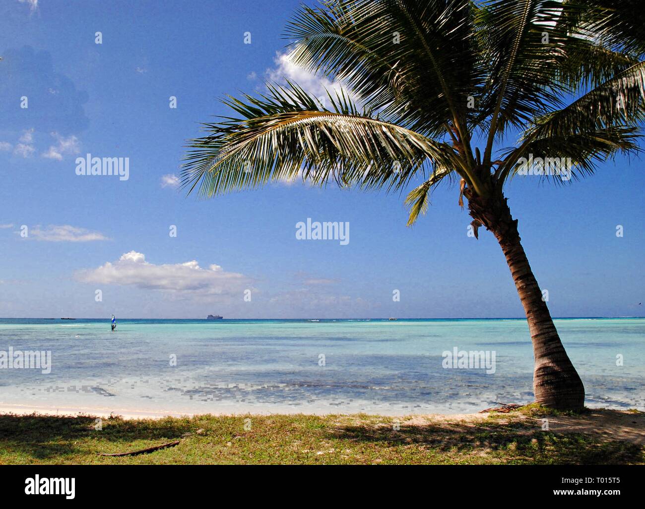 A lone coconut tree by the Micro Beach, Saipan provides shade to ...