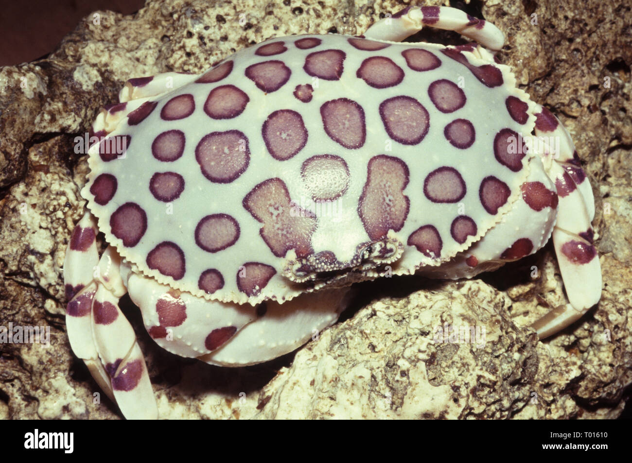 Calico box crab (Hepatus epheliticus Stock Photo Alamy