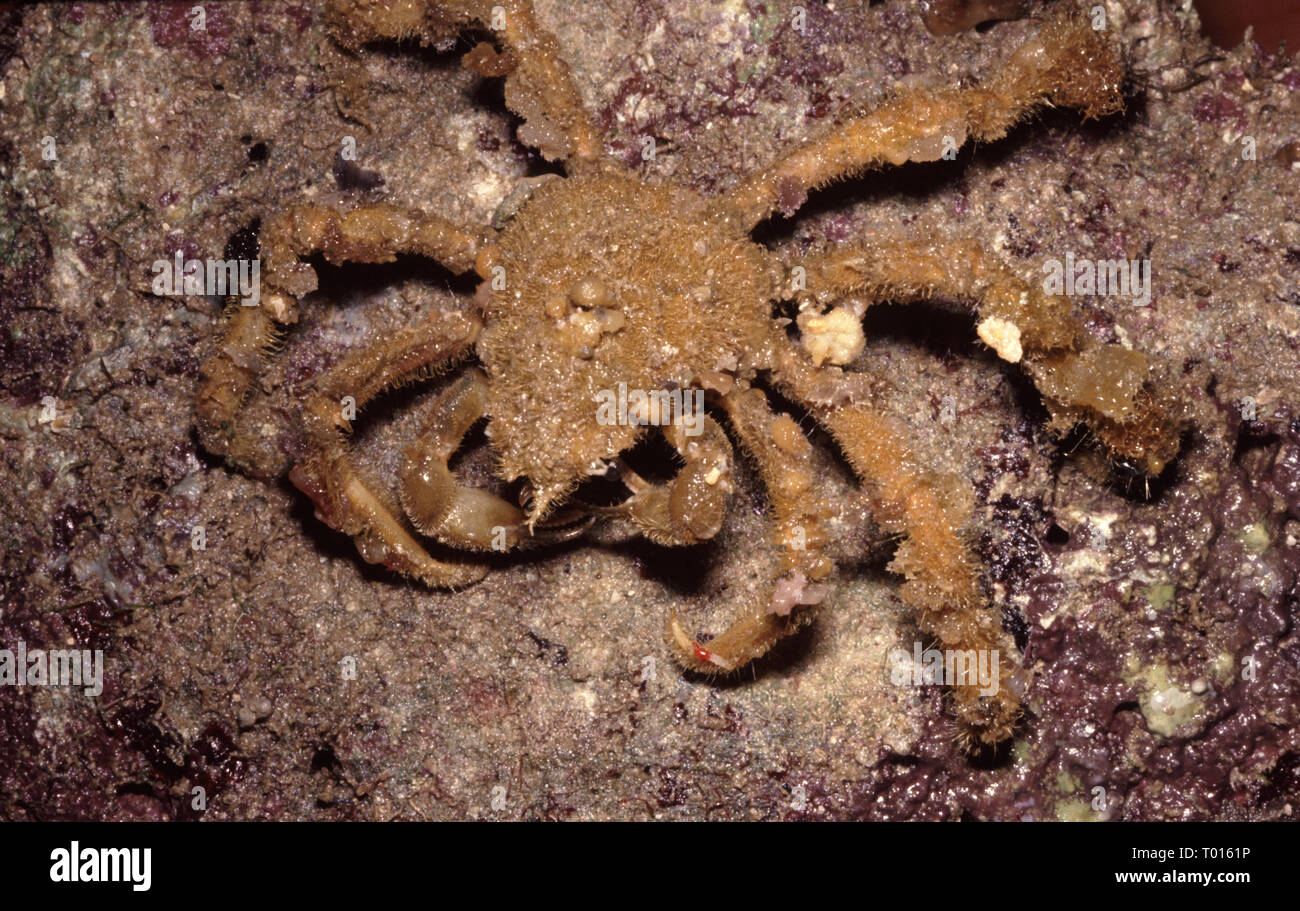 Decorator crab (Camposcia retusa) Stock Photo