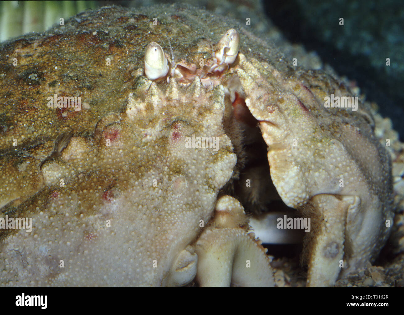 Reef box crab (Calappa hepatica) Stock Photo