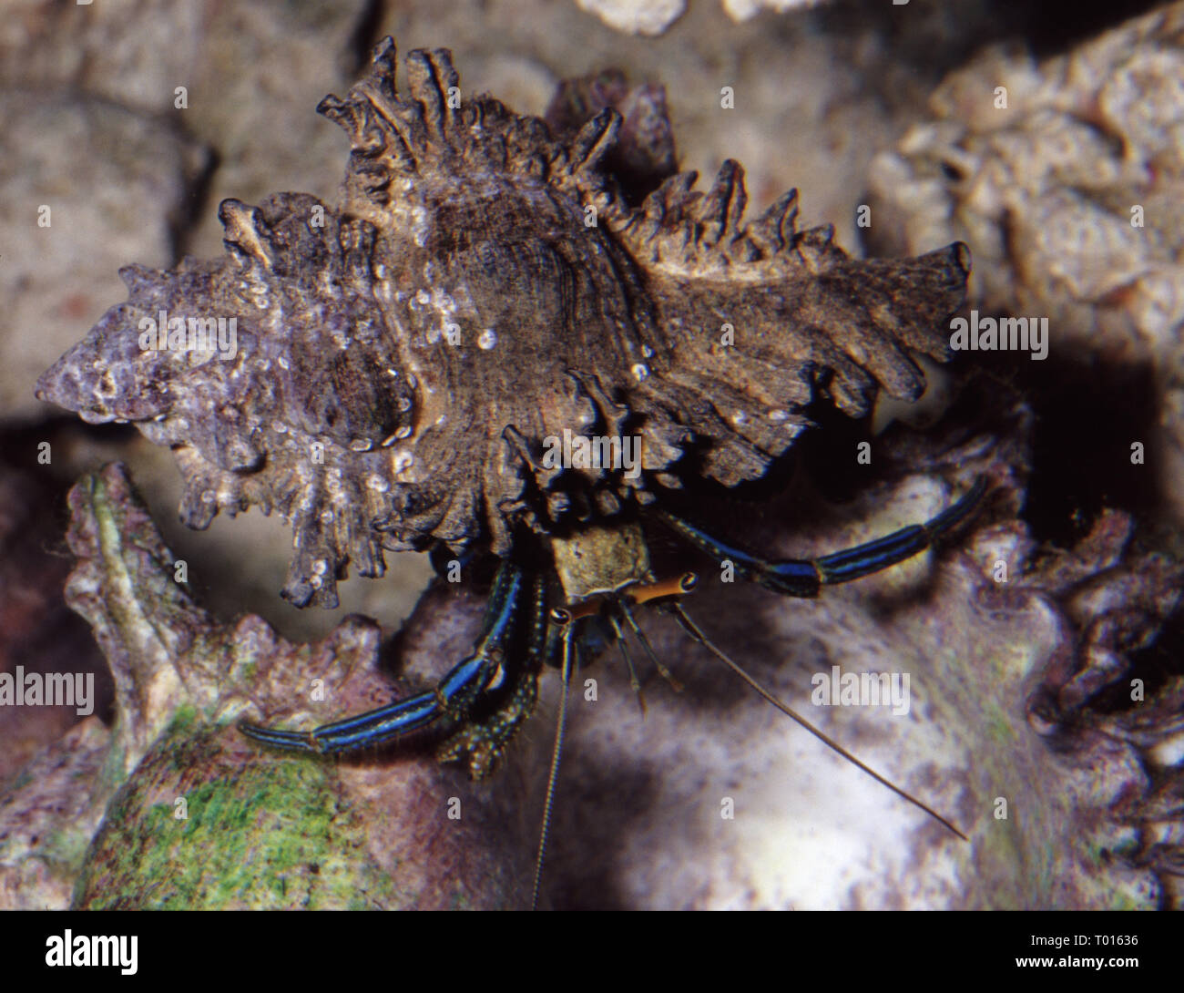 Gaimard's hermit crab (Calcinus gaimardii) Stock Photo