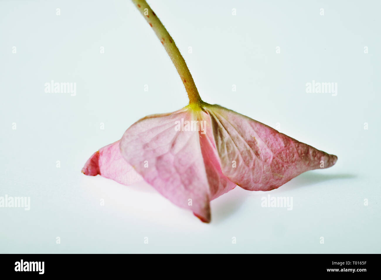 Detail of a pink   hydrangea flower on awhite background  ,petals with  subtle colors and color gradients , macro photography Stock Photo