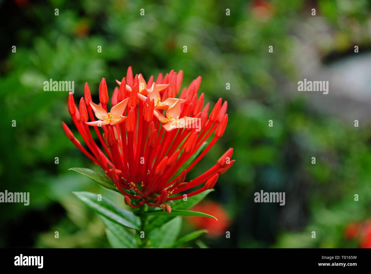 A clump of red santan flowers with blurred leaves in the background lxora Coccinea, or popularly known as santan flowers Stock Photo