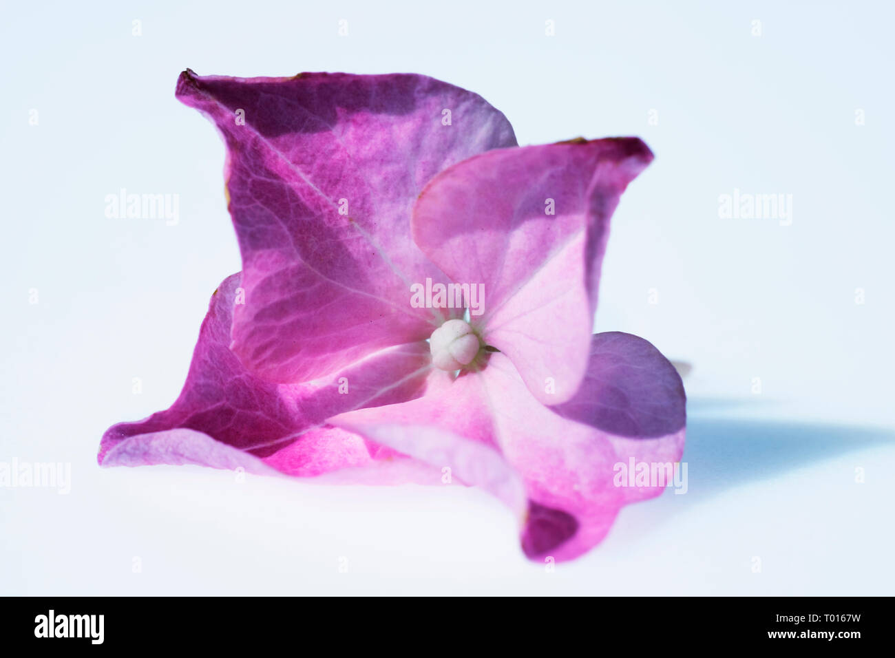 Detail of pink   hydrangea flower ,petals with  subtle colors and color gradients , macro photography Stock Photo