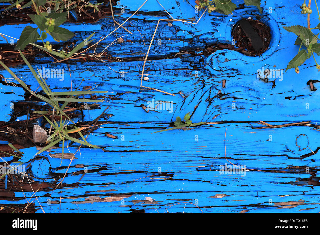 Blue painted wood texture. Weathered paint rough wooden board. Natural