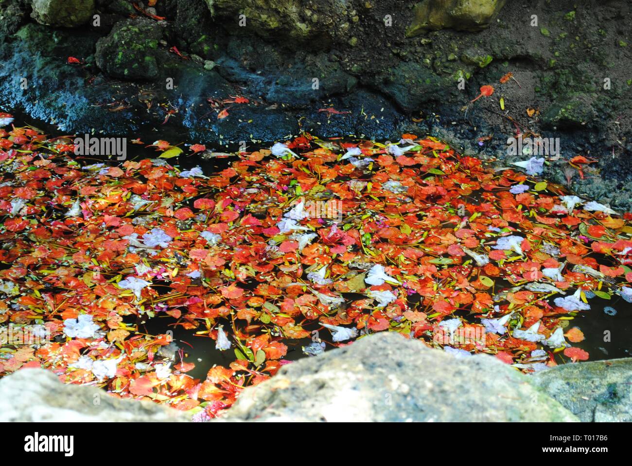 Fallen flame Tree flowers filling up a stream in a garden Stock Photo