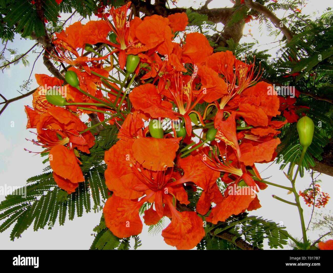 Flame tree flowers, also called royal poinciana tree red or flamboyant flowers are regarded as one of the most beautiful tropical flowers on earth. Stock Photo