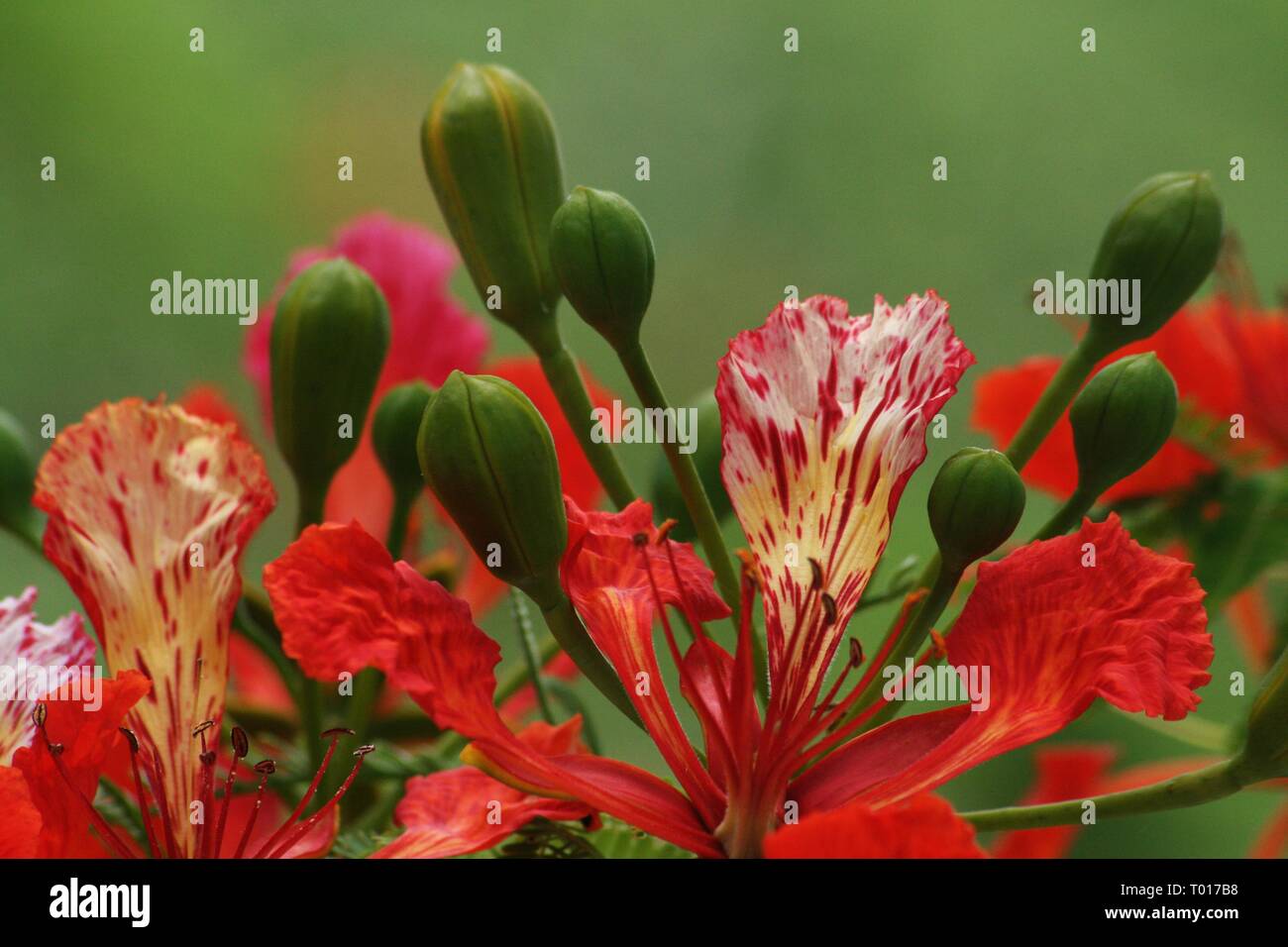 Close up of the flame tree flowers in bloom Stock Photo