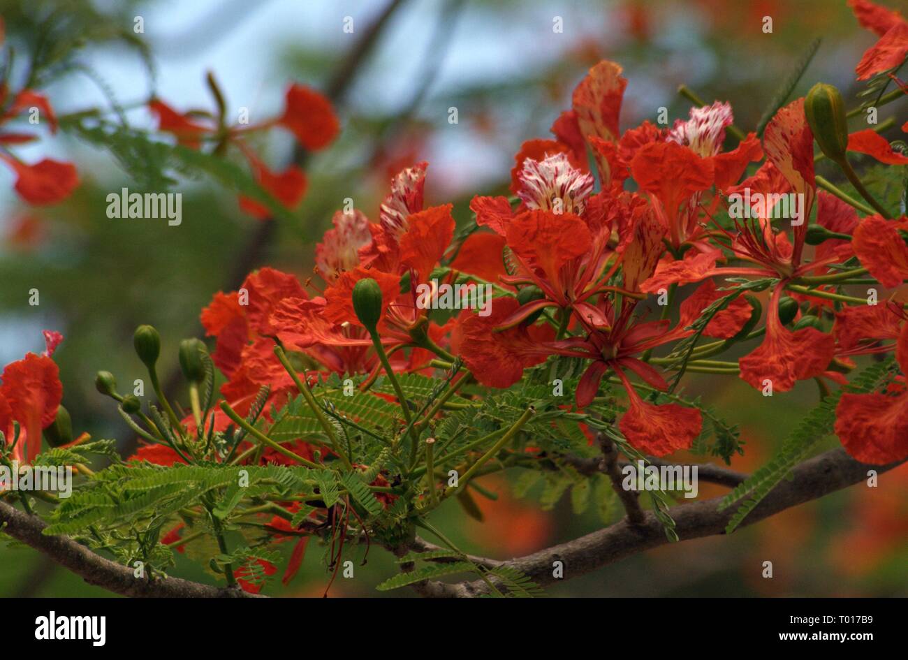 Flame tree flowers in bloom covering a branch of the tree Stock Photo
