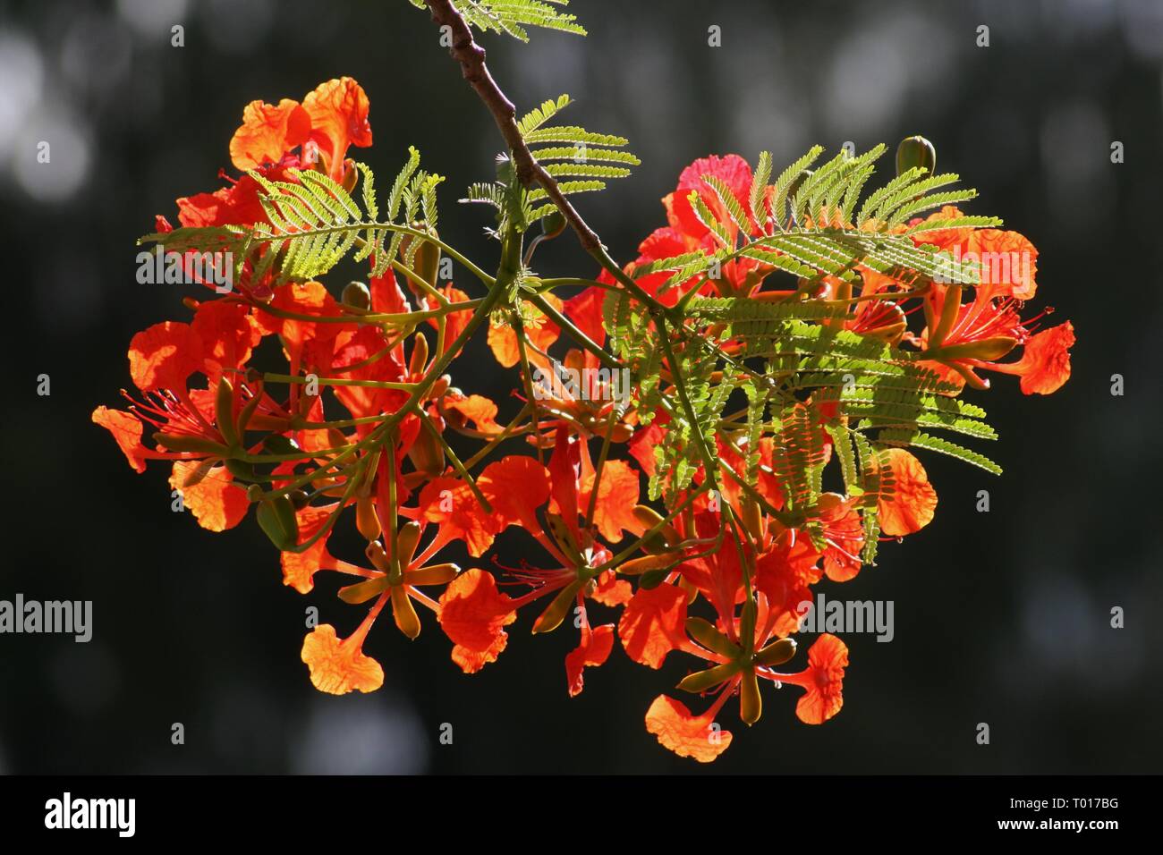 Flame tree flowers in bloom, backside view in dark background Stock Photo