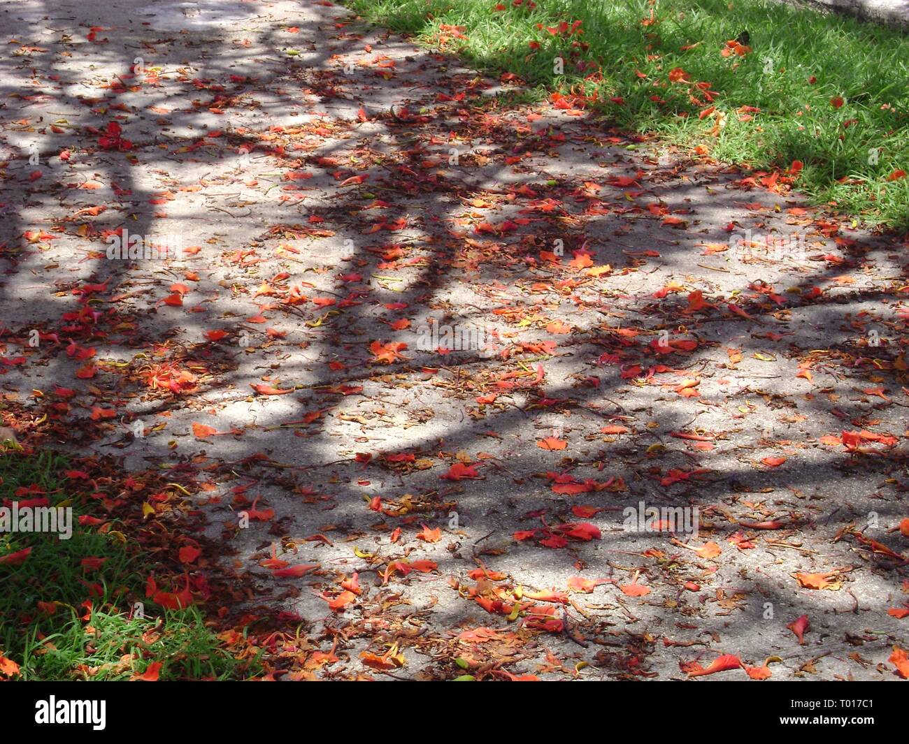A concrete footpath made beautiful by a shower of bright red flowers fallen from the flame tree Stock Photo