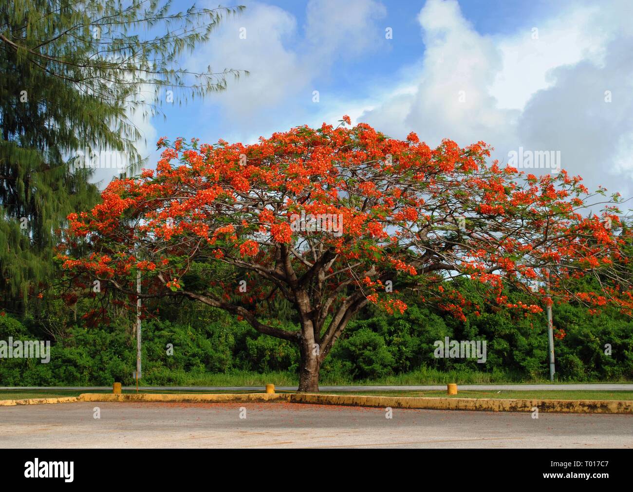 Big flame tree with red and orange blooming flowers at a parking lot Stock Photo