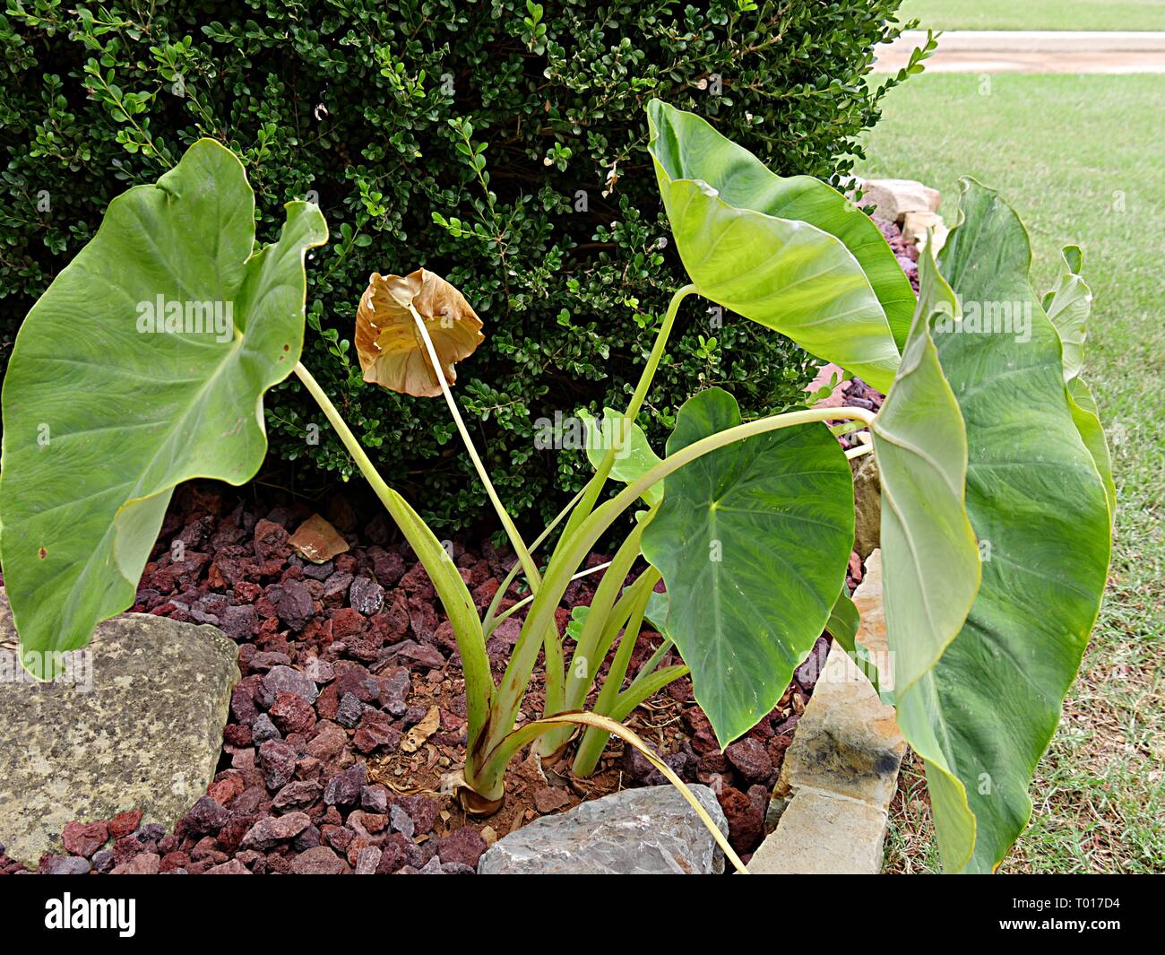 trailing jade plant Senecio jacobsenii - Trailing Jade main image 0