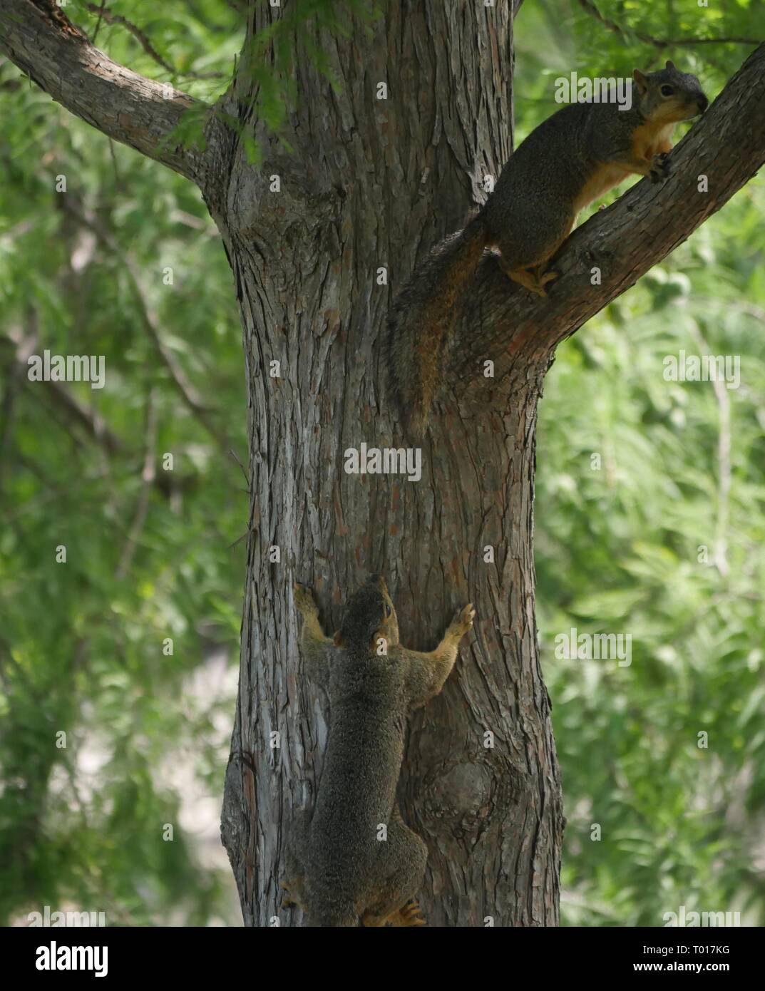 Two squirrels chasing each other up a tree Stock Photo Alamy