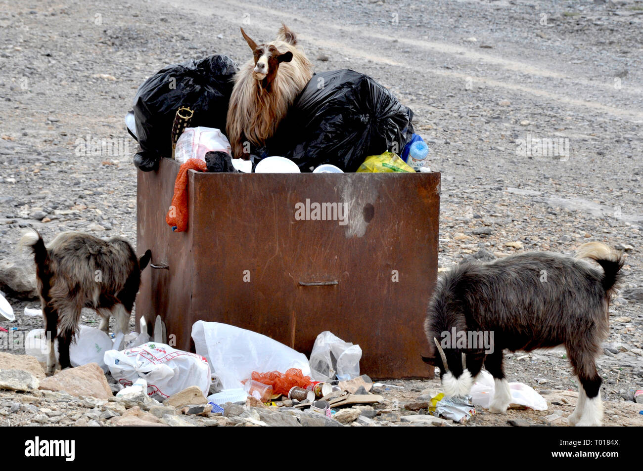Goats feed on plastic rubbish left by day-trippers, Jebel Shams, Oman Stock Photo