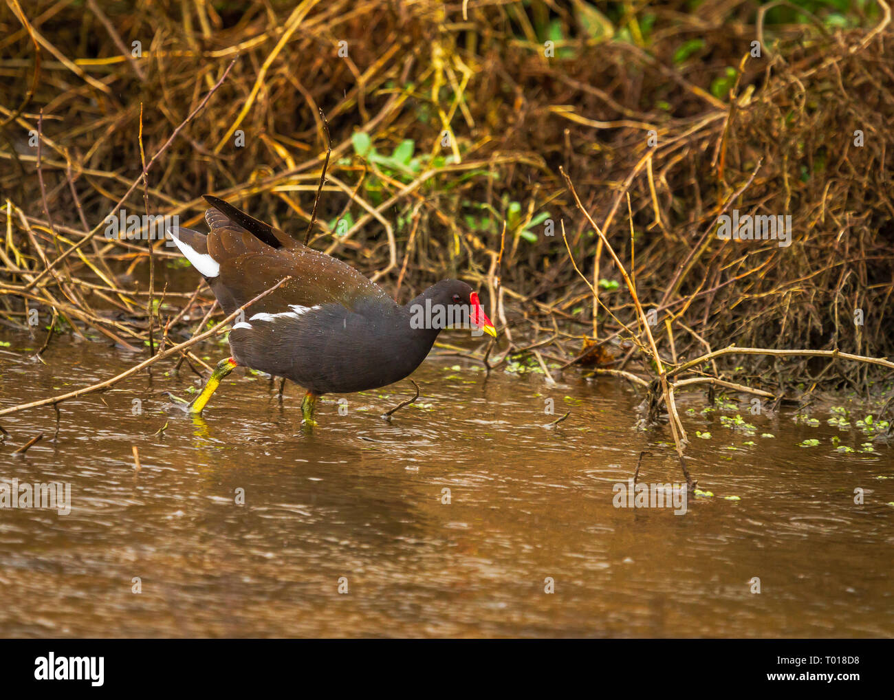 Moorhens, sometimes called marsh hens Stock Photo